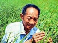 说明: C:\Users\Administrator\Desktop\党史长廊114\第一分屏材料包-党史回眸\一屏（轮播）\轮播2-社会主义革命与建设时期\32-1973年，袁隆平成功研制出杂交水稻“南优2号”.jfif